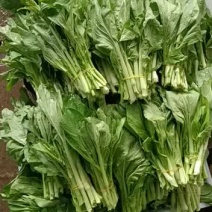 白菜苔上市了欢迎采购