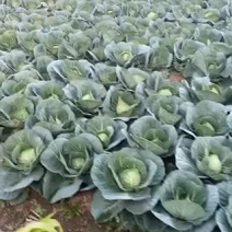 精品青甘蓝大量上市中