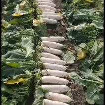 精品白萝卜，加工厂萝卜，食堂萝卜，各种货需要的老板联系