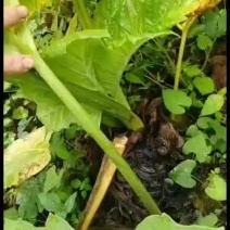 大黄苗，马蹄大黄种芽，庄黄种芽