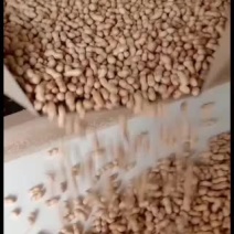 花生辽宁精品花生库存充足量大从优欢迎老板选购