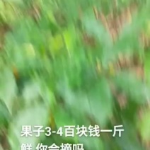 白花牛奶根丶鲜18/斤，干40/斤丶白花牛奶树根，满山香