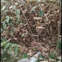 5万颗油板栗嫁接苗移栽正当时有没有需要的