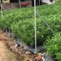 大量批发九里香，货源充足，价格实惠