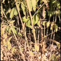 基地出售大量红油香椿苗