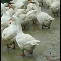 大白鹅，灰鹅，各条数鹅