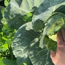 精品青甘蓝一批一批不断货