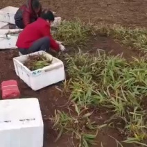 被栅基地育草白芨二年种苗