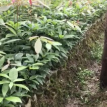 大叶桢楠，金丝楠木，1年苗