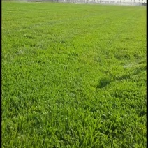 绿化工程绿化草坪基地
