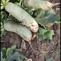 大白萝卜通货有需要的欢迎订购