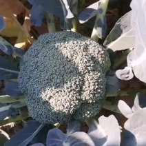 西兰花大量上市有充足的货源