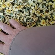 菊花，新货菊花各种规格，中药材菊花