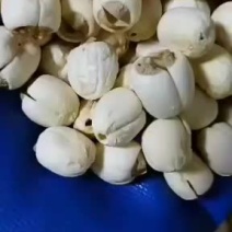 江西产地直销莲子价廉优质
