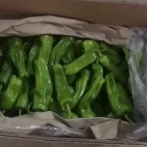 海南螺丝椒精品新优薄皮泡椒。产地实力代办