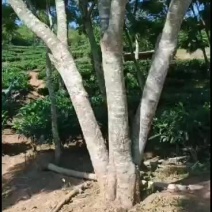 精品三杆原生冠蓝花楹