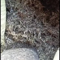 中药材批发广西艾叶有大量货源欢迎选购