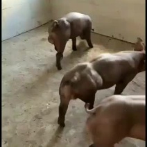 大量供应杜洛克种公猪保证健康好养活包邮到家