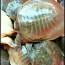 明天继续抓公鱼。母鱼。大大小小的规格都有。老板们提前下单