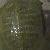 中华鳖，黄河鳖及各种鳖