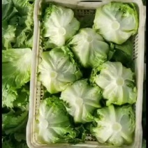 球生菜联系我时请说在一亩田看到的