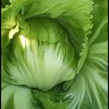 介菜大量上市