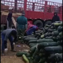 优质大量冬瓜出售在江苏
