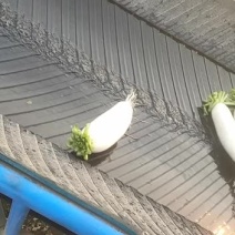 白萝卜大量上市，，，，，