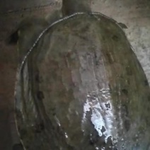 中华鳖，黄河鳖及各种鳖