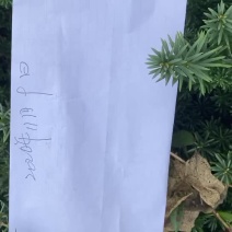 曼迪亚红豆杉大批量出售，欢迎来基地指导