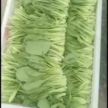大量正宗铁杆鸡毛菜批发