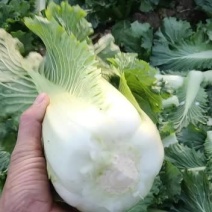 精品青口白，邵菜，二青