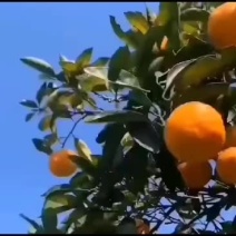 好吃的桔子那么多味蕾却在沉睡眼睛会说谎，舌尖却忠于本