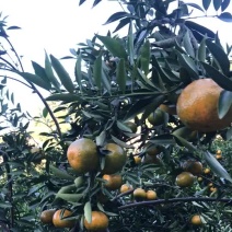 正宗新会柑批发味道非常好