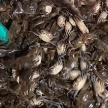 螃蟹苗，河蟹苗，扣蟹苗