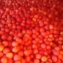 苹果延长自家种植苹果