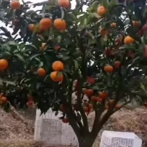 涌泉蜜橘，高山蜜橘，来自大自然的馈赠