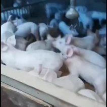 湖南出售各品系二元后备母猪，外三元小猪，种公猪等