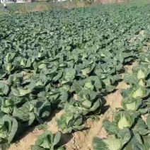 精品牛心菜大量上市中