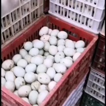 新鲜鸭蛋，便宜货