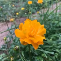 金莲花种子中华一号五台山金莲花双层瓣花提供技术