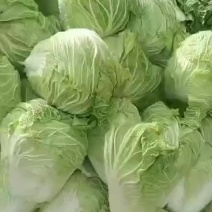 万亩优质101大白菜基地直发价格实惠，，，，，，，