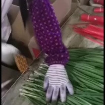 广东徐闻精品扎把韭菜