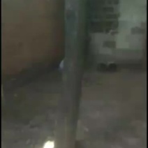 清香木(树型好，粗壮，适合绿化)