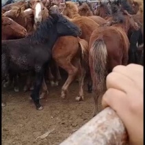 马驹，改良马，生长速度快