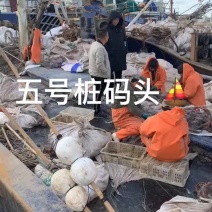 熟冻皮皮虾、包肥、80%带籽