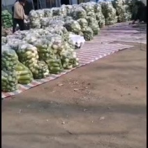 水洗青萝卜大量上货，量大从优，欢迎电话联系选购