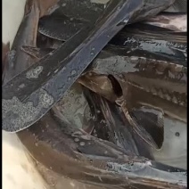 路亚垂钓鸭嘴鱼！！！！！！！