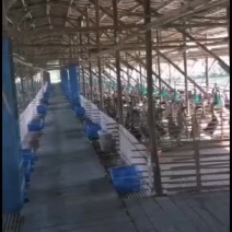 黑棕鹅长期毛鹅有货、自家养殖基