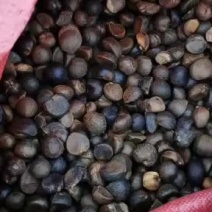 出售全干，油茶籽，油率高